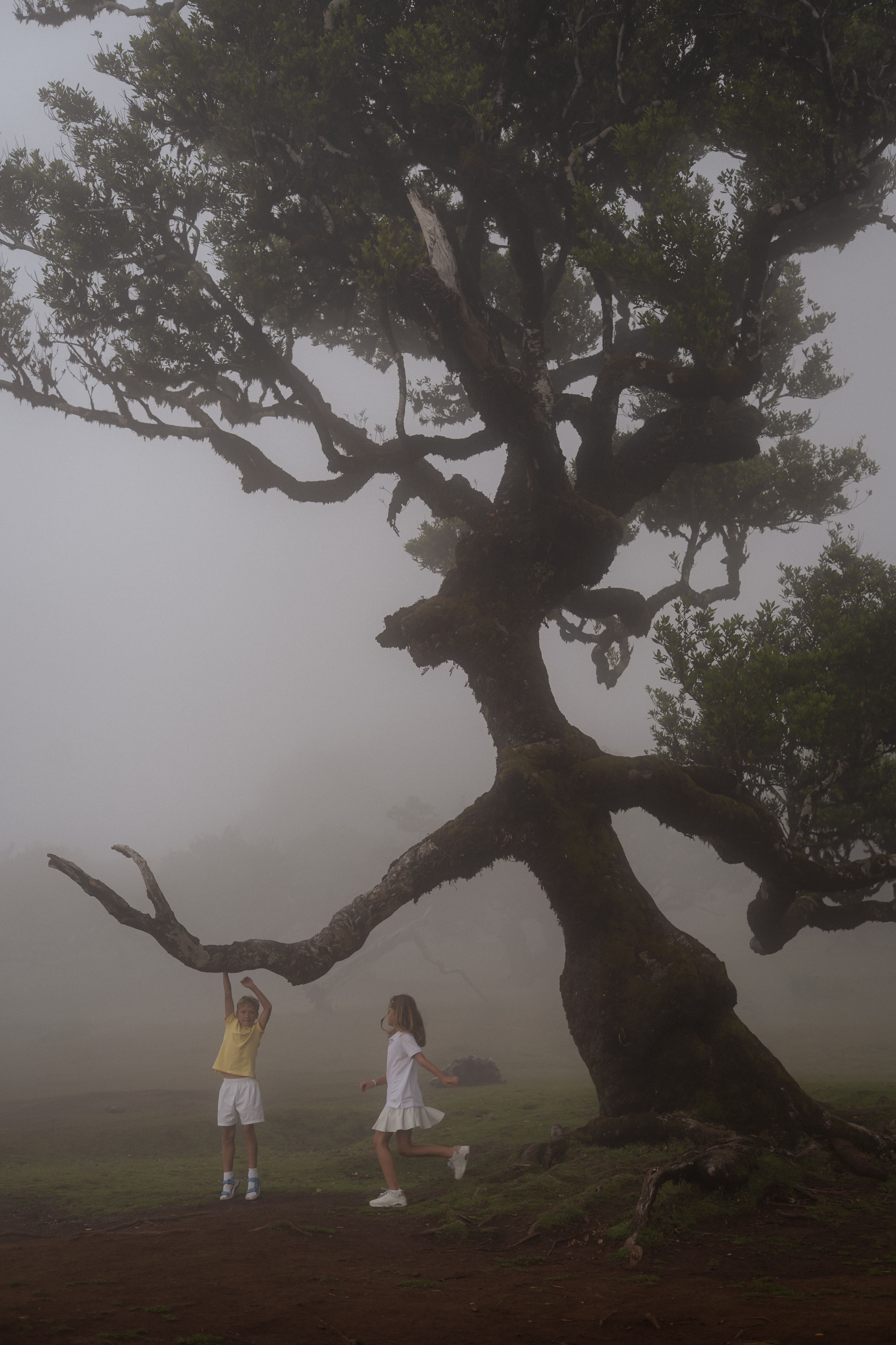 Two children playing beneath a large tree in the mist